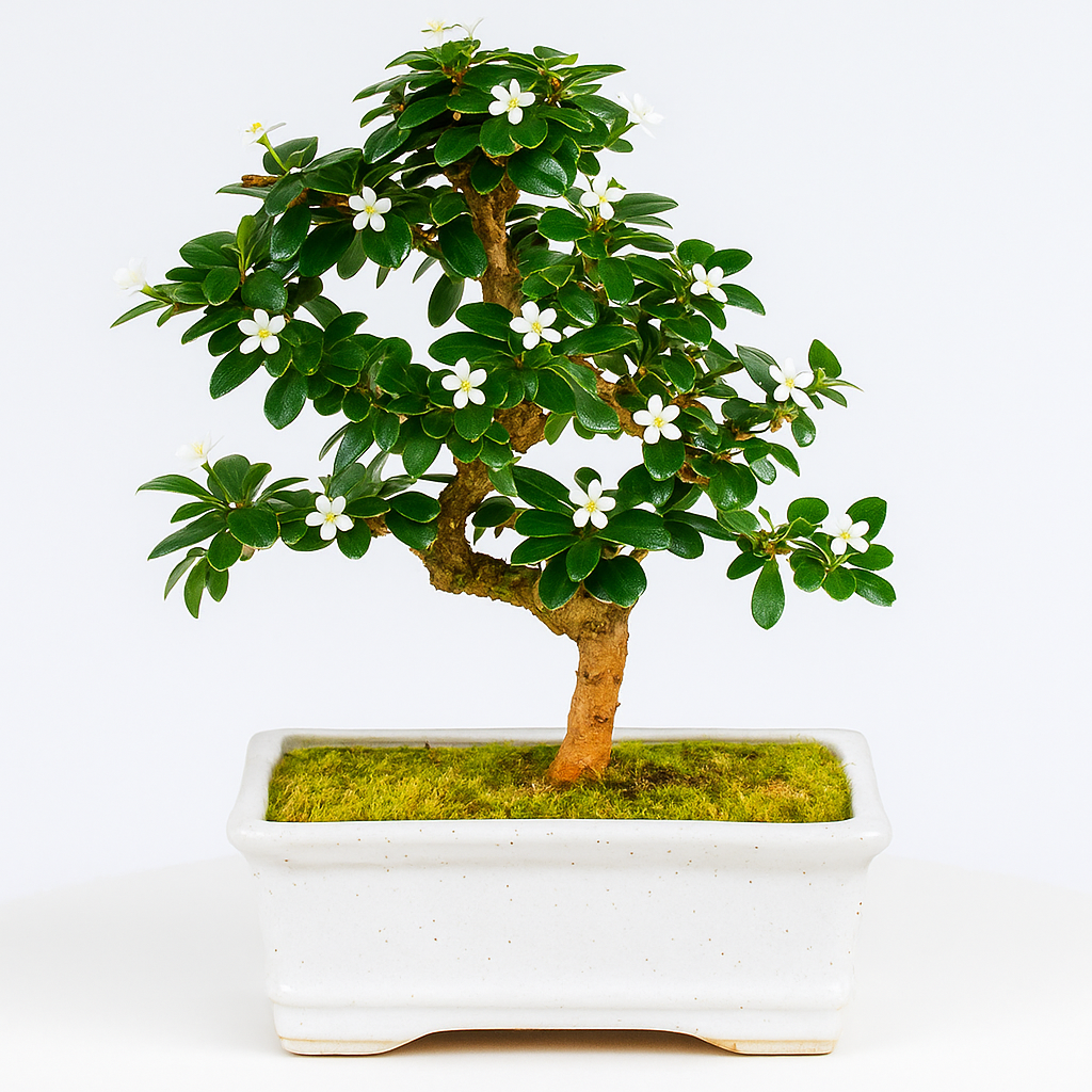 5-Year-Old Indoor Carmona Flowering Bonsai Plant in White Pot