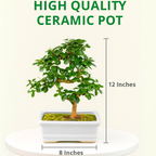 5-Year-Old Indoor Carmona Flowering Bonsai Plant in White Pot