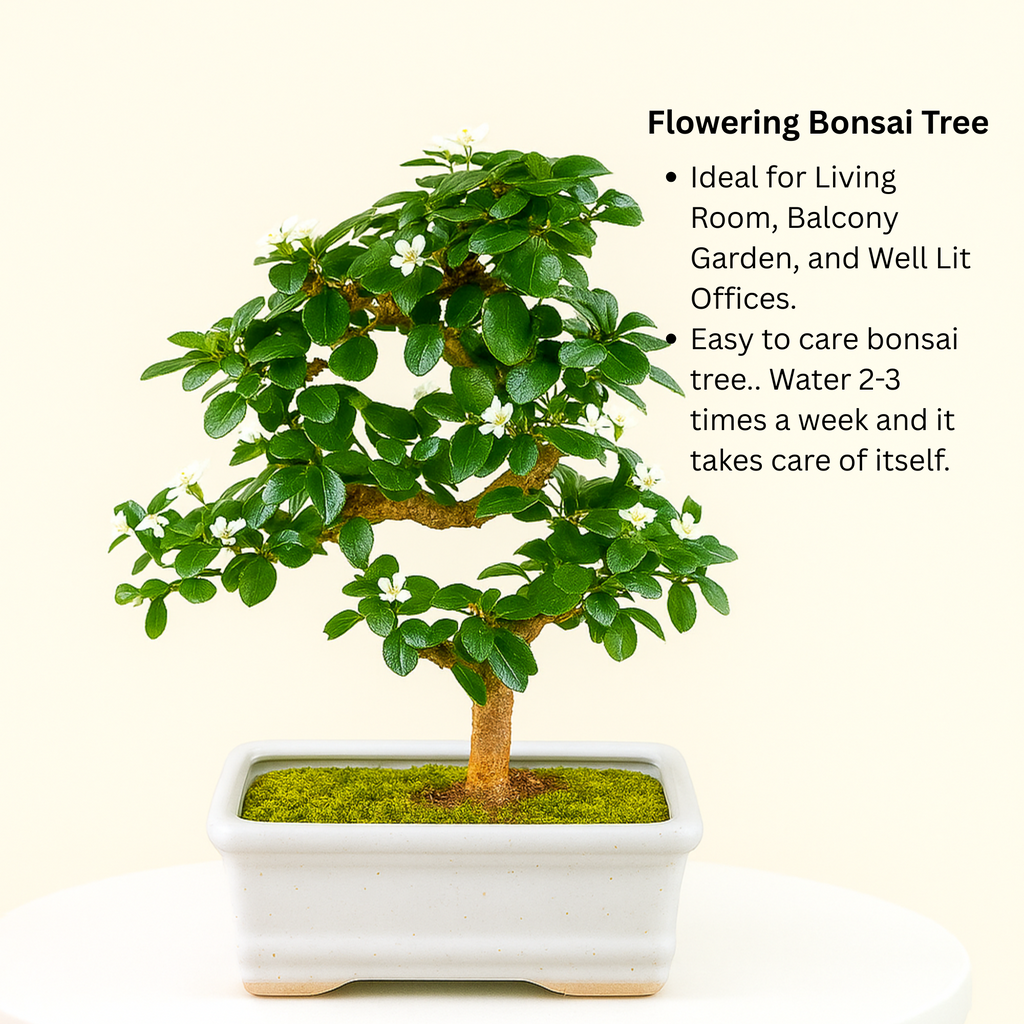 5-Year-Old Indoor Carmona Flowering Bonsai Plant in White Pot