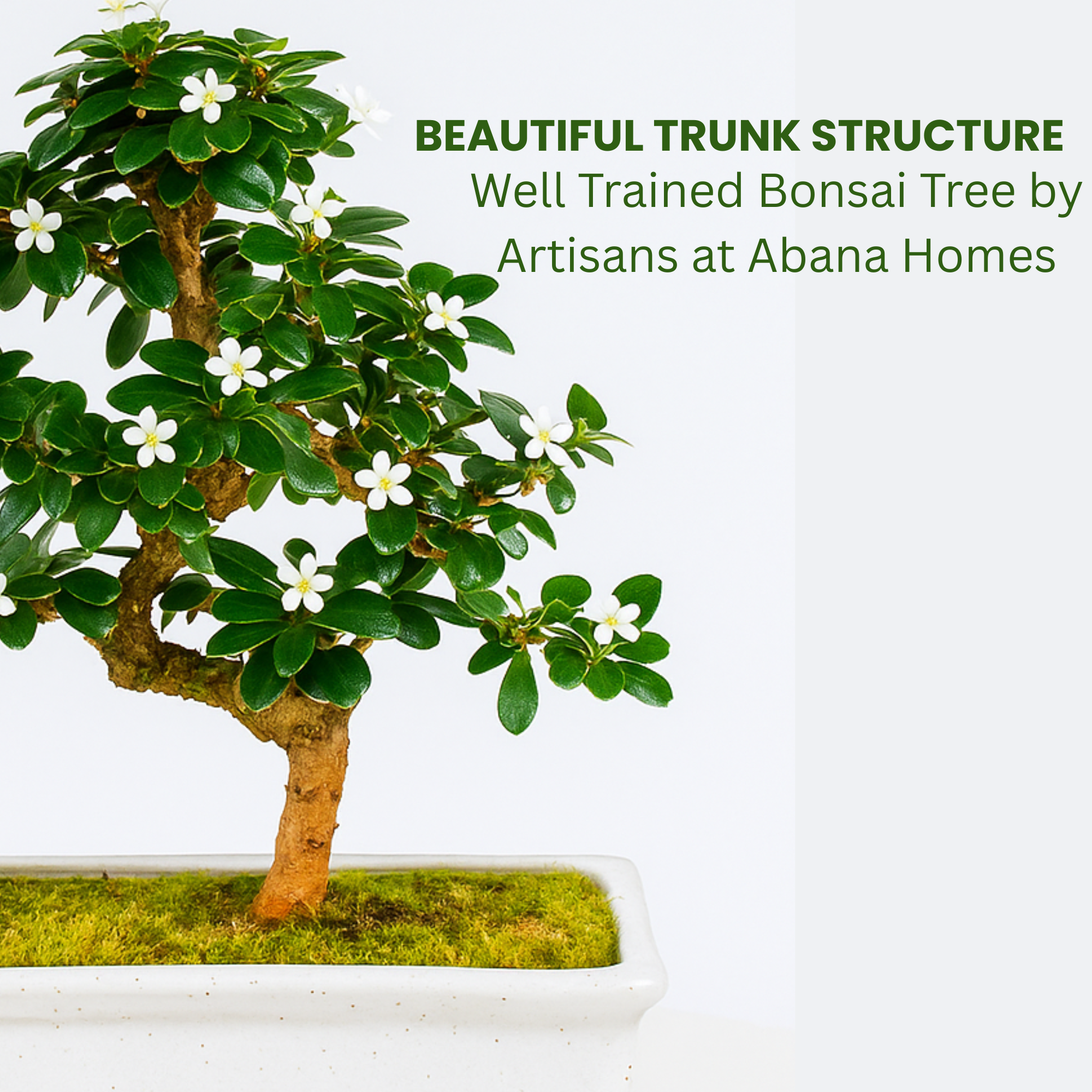 5-Year-Old Indoor Carmona Flowering Bonsai Plant in White Pot