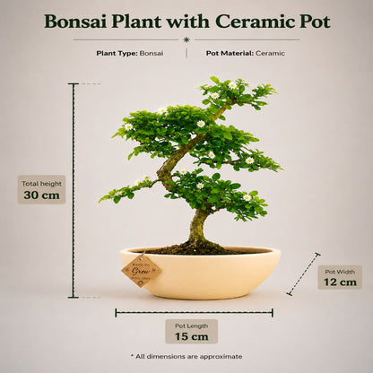 A bonsai plant with a small beige ceramic pot on a light gray background, with measurement callouts showing total height 30 cm, pot width 12 cm, and pot length 15 cm. Text at the top identifies the plant type as Bonsai and pot material as Ceramic.