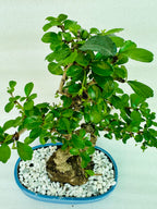 Carmona Flowering Bonsai Plant 4 Years 30 cm in Blue Oval Shaped Ceramic Pot