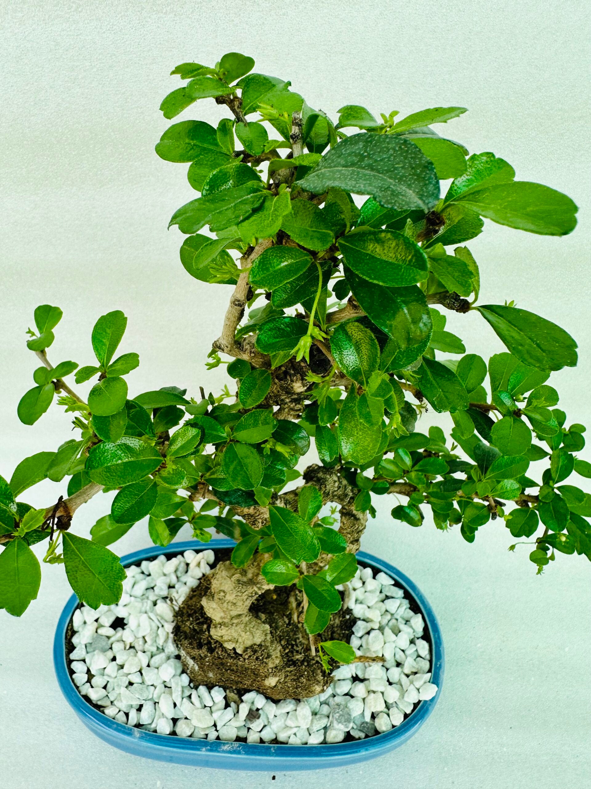 Carmona Flowering Bonsai Plant 4 Years 30 cm in Blue Oval Shaped Ceramic Pot