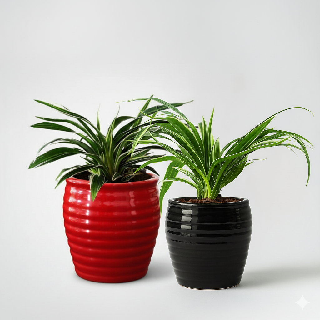 Spider Plant Flowering