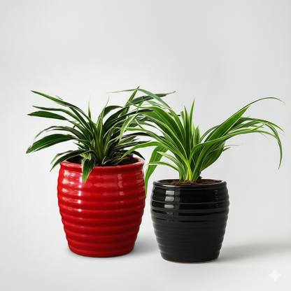 Spider Plant Flowering