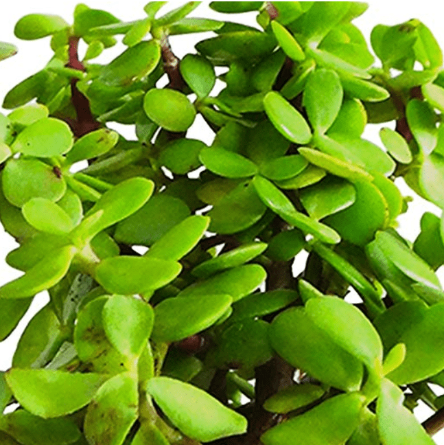 Buy Good Luck Jade Plant in Ceramic Pot Valentine Gift - Abana Homes