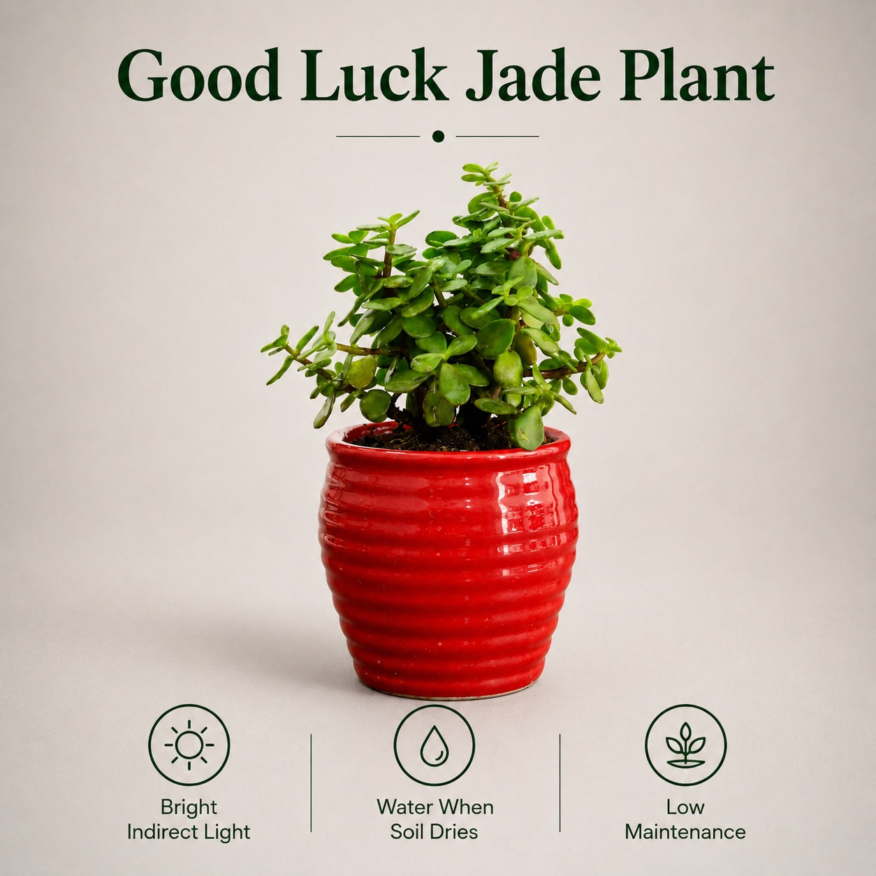 Jade Plant (Good Luck) – Small Indoor Plant in Ceramic Pot