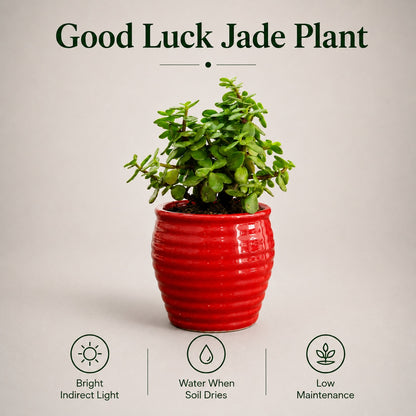 Jade Plant (Good Luck) – Small Indoor Plant in Ceramic Pot