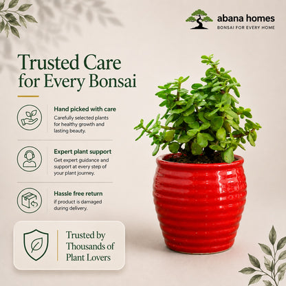 Jade Plant (Good Luck) – Small Indoor Plant in Ceramic Pot