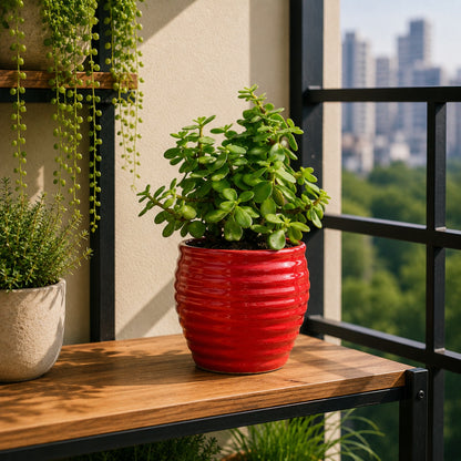 Jade Plant (Good Luck) – Small Indoor Plant in Ceramic Pot