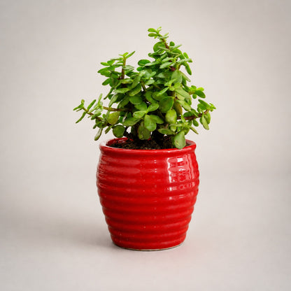 Jade Plant (Good Luck) – Small Indoor Plant in Ceramic Pot