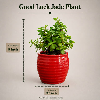 Jade Plant (Good Luck) – Small Indoor Plant in Ceramic Pot