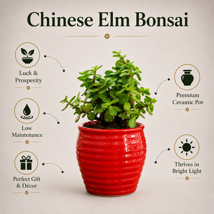 Jade Plant (Good Luck) – Small Indoor Plant in Ceramic Pot