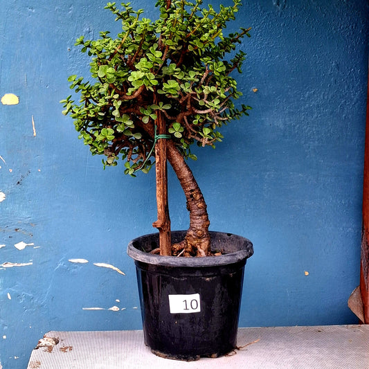Jade Bonsai Tree – 10 Years, Twin-Trunk Rounded Crown