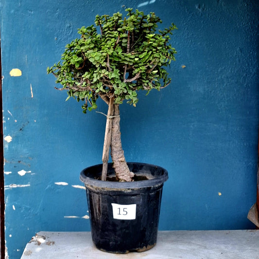 Jade Bonsai Tree – 10 Years, Broad Curved-Trunk Classic