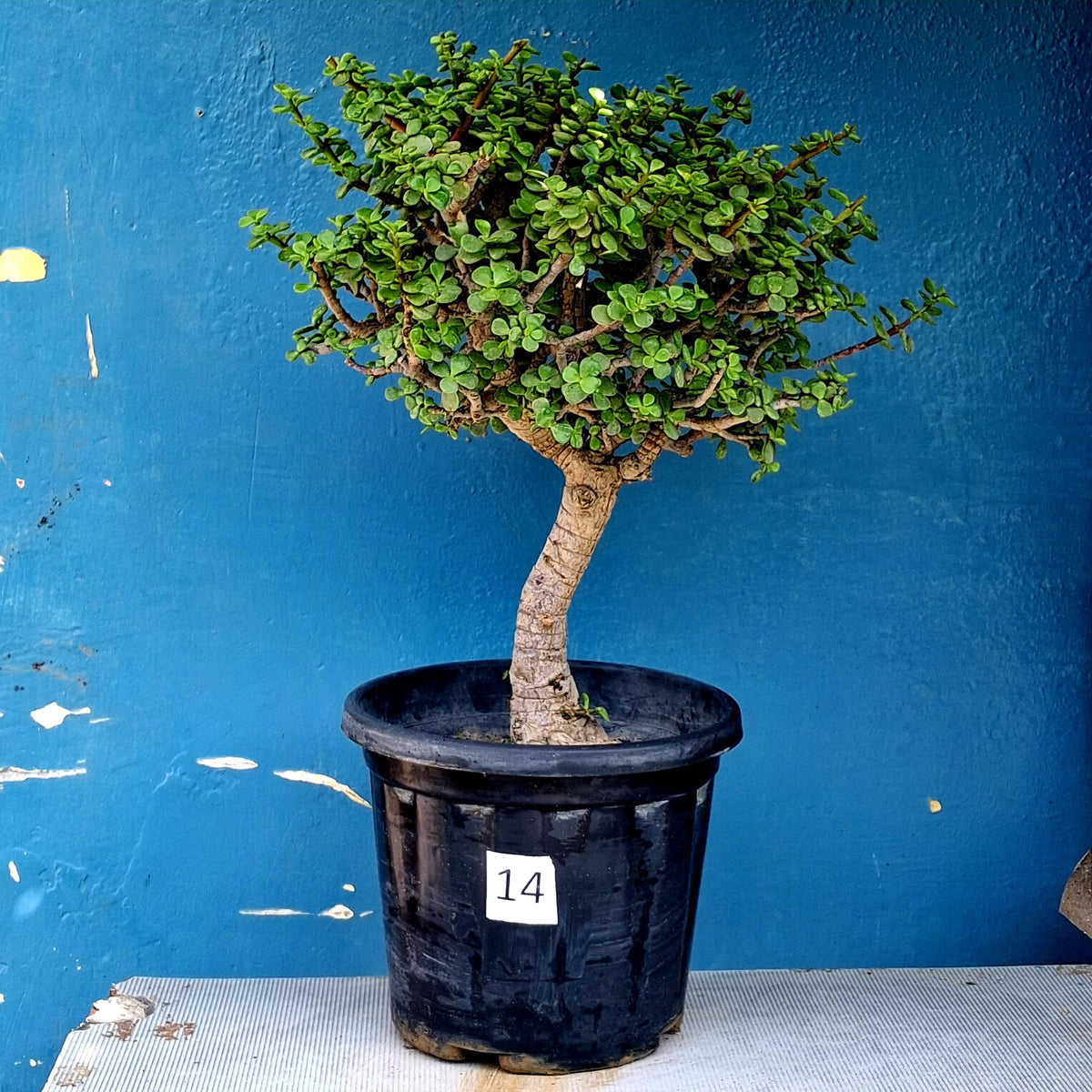 Jade Bonsai Tree – 10 Years, Twin-Trunk Airy Crown