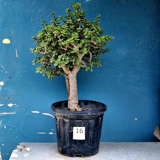 Jade Bonsai Tree – 10 Years, Dense Rounded Crown