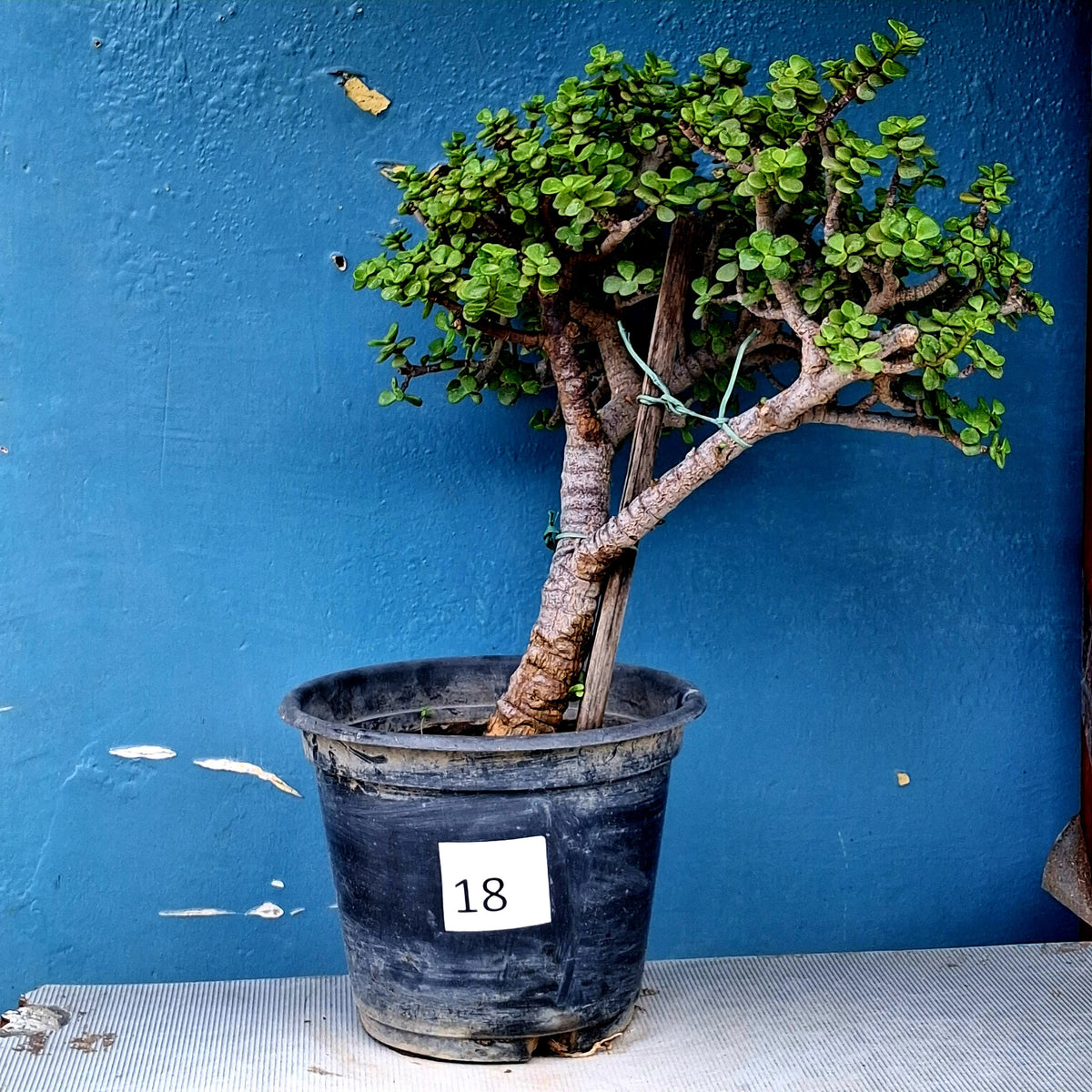 Jade Bonsai Tree – 10 Years, Two-Tier Cascading Style