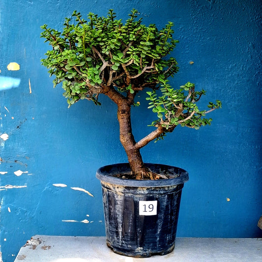 Jade Bonsai Tree – 10 Years, Windswept Slanting Style