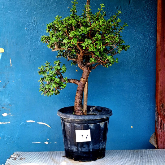 Jade Bonsai Tree – 10 Years, Layered Side-Branch Style