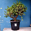 Plant 2