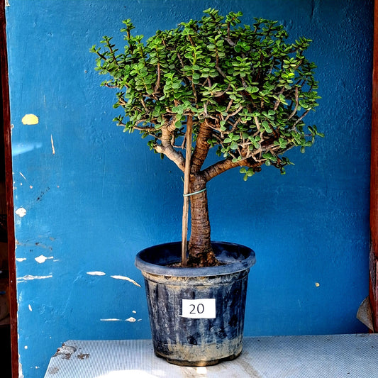 Jade Bonsai Tree – 10 Years, Sturdy Compact Crown