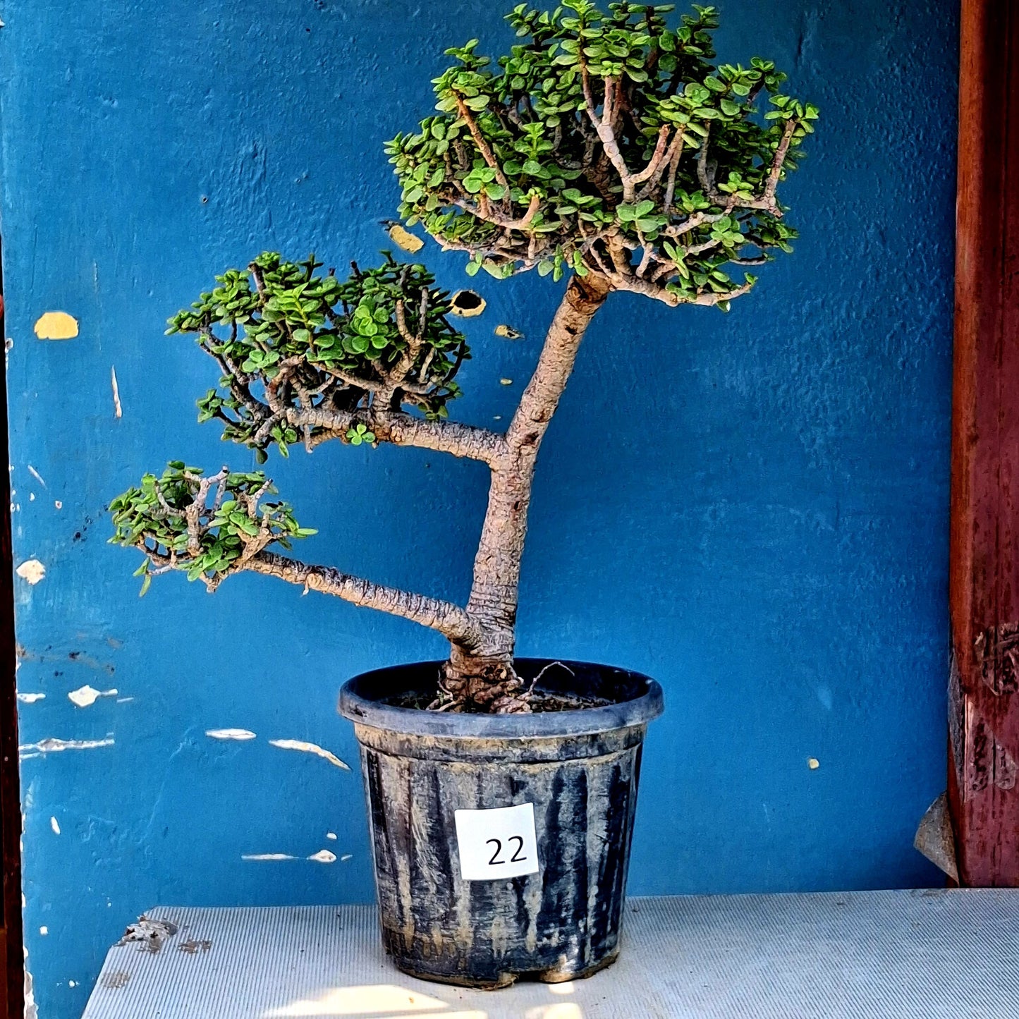 Plant 21