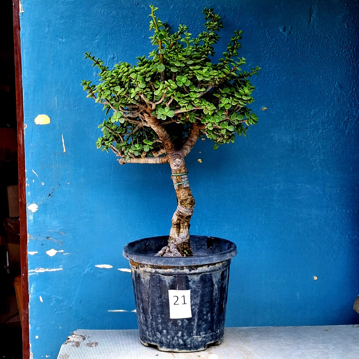 Jade Bonsai Tree – 10 Years, Tall Airy Twin-Trunk