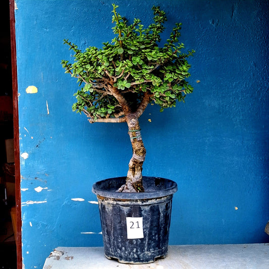 Jade Bonsai Tree – 10 Years, Tall Airy Twin-Trunk