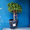 Plant 23