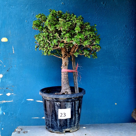 Jade Bonsai Tree – 10 Years, Full Twin-Trunk Crown