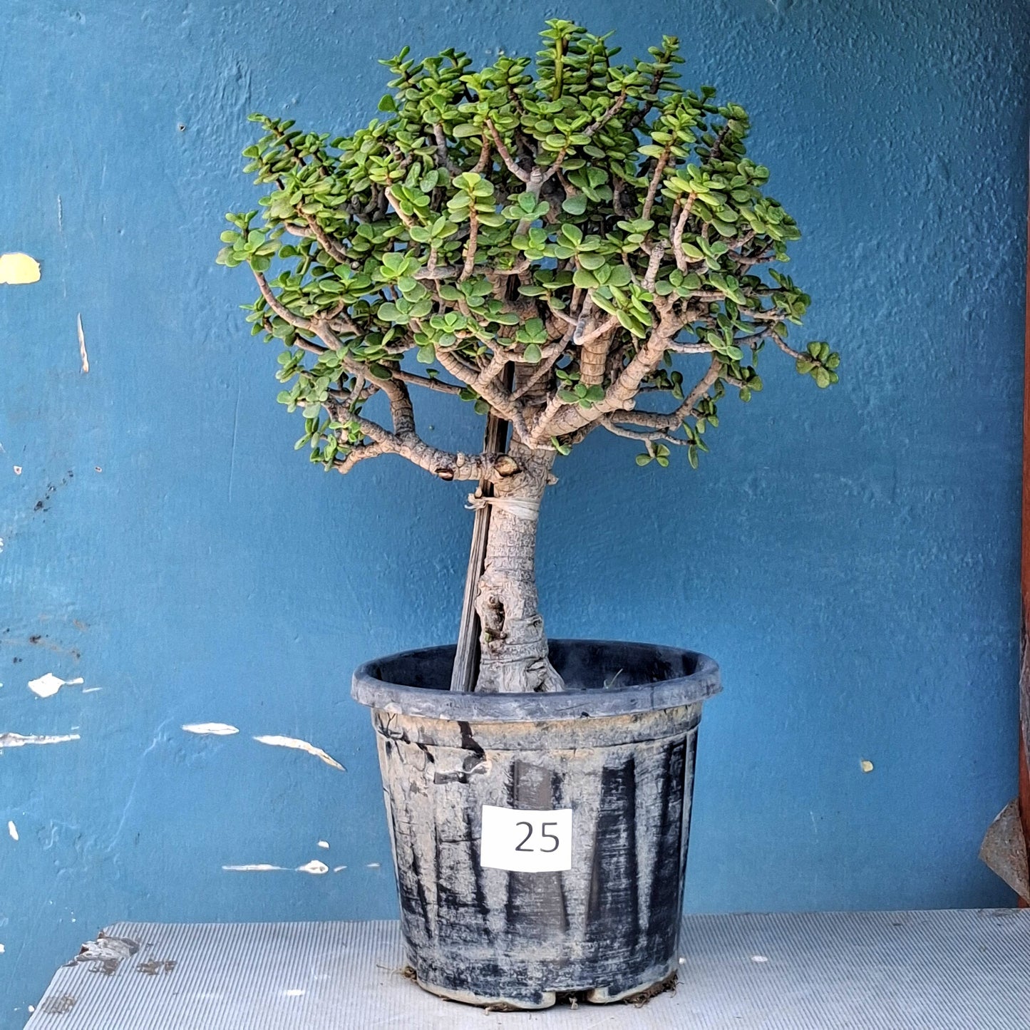 Plant 24