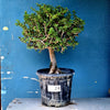 Plant 25
