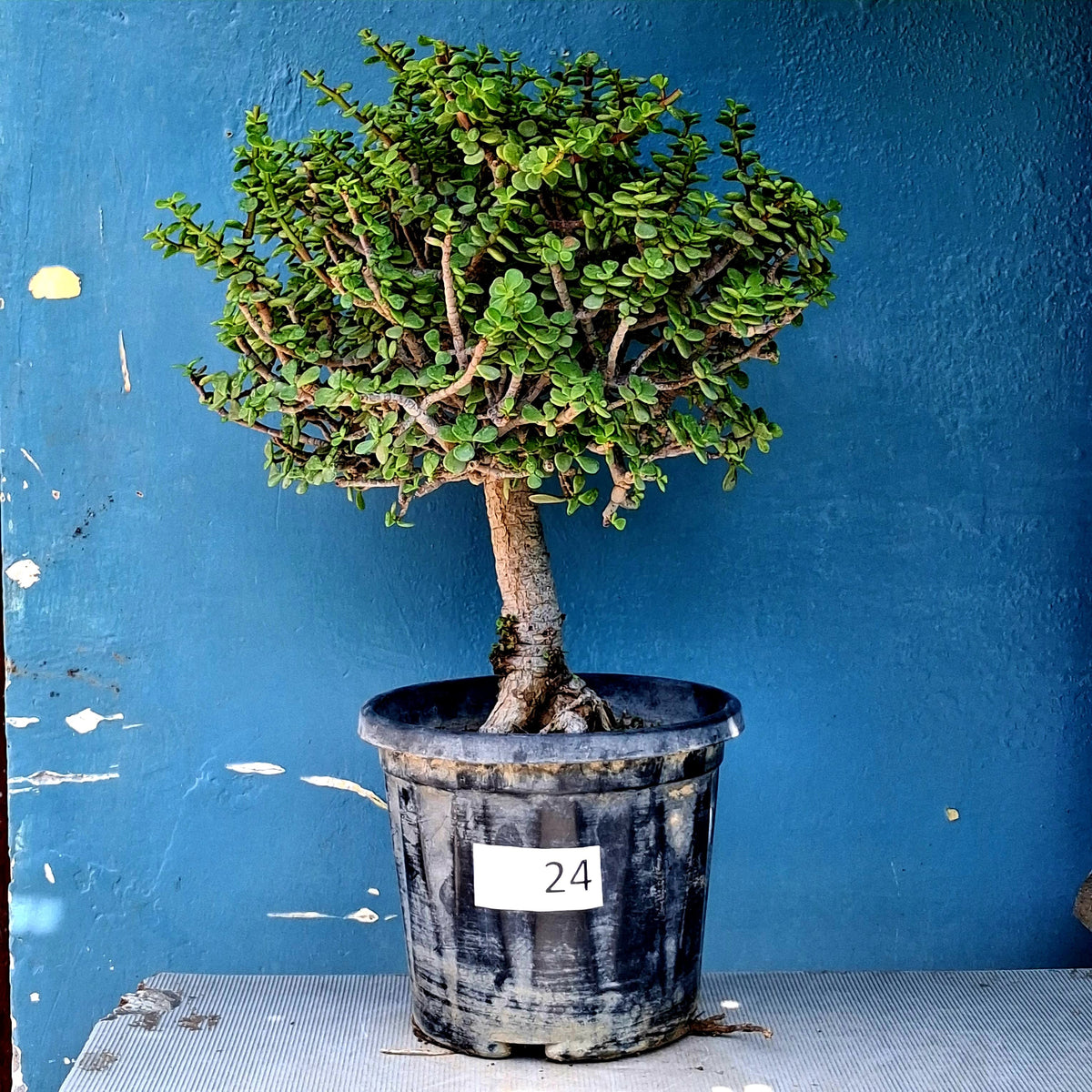 Jade Bonsai Tree – 10 Years, Wide Spreading Crown