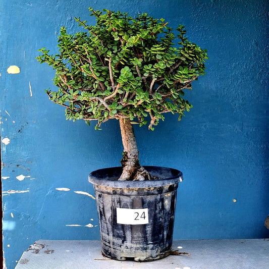 Jade Bonsai Tree – 10 Years, Wide Spreading Crown
