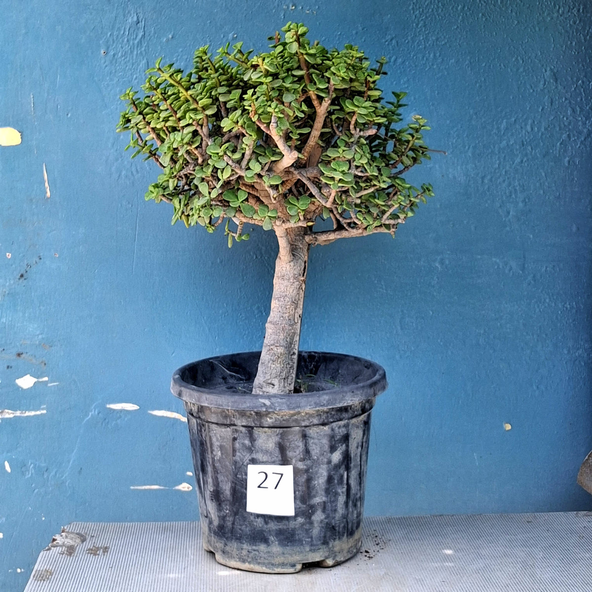 Jade Bonsai Tree – 10 Years, Upright Formal