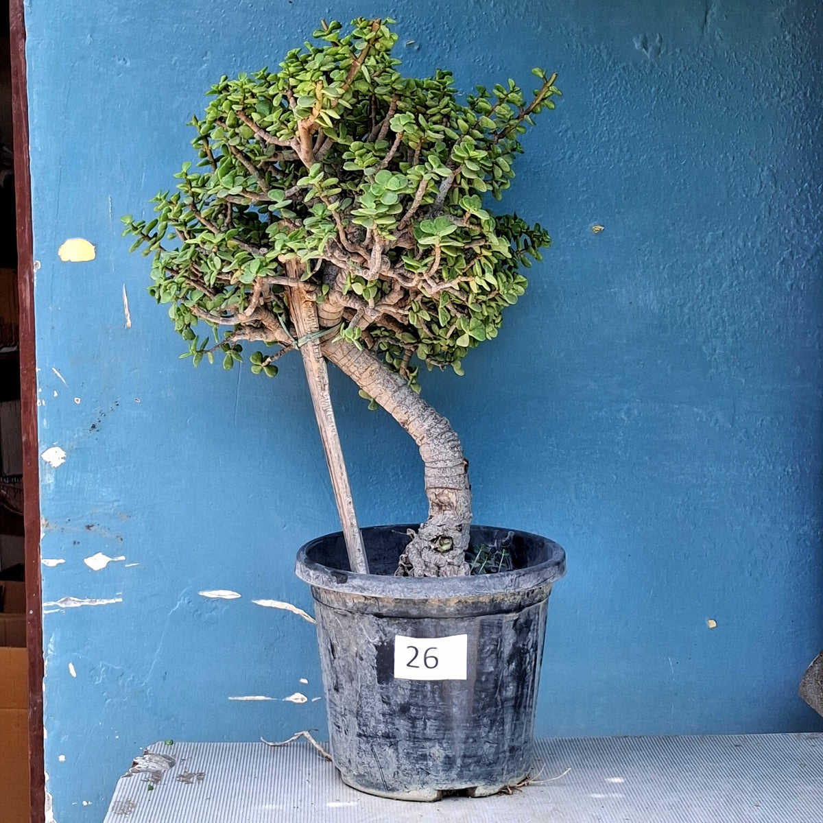 Jade Bonsai Tree – 10 Years, Classic Formal Upright