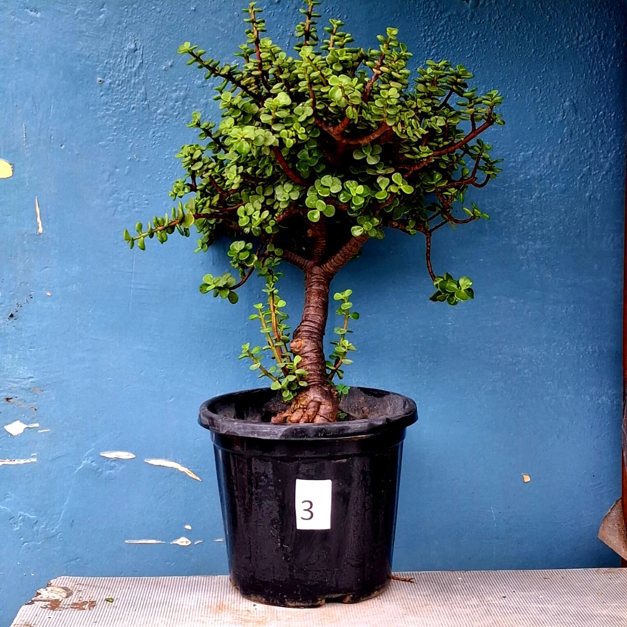Plant 3