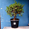 Plant 4