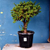 Plant 5