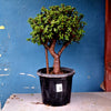 Plant 6