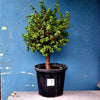 Plant 7
