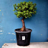 Plant 8