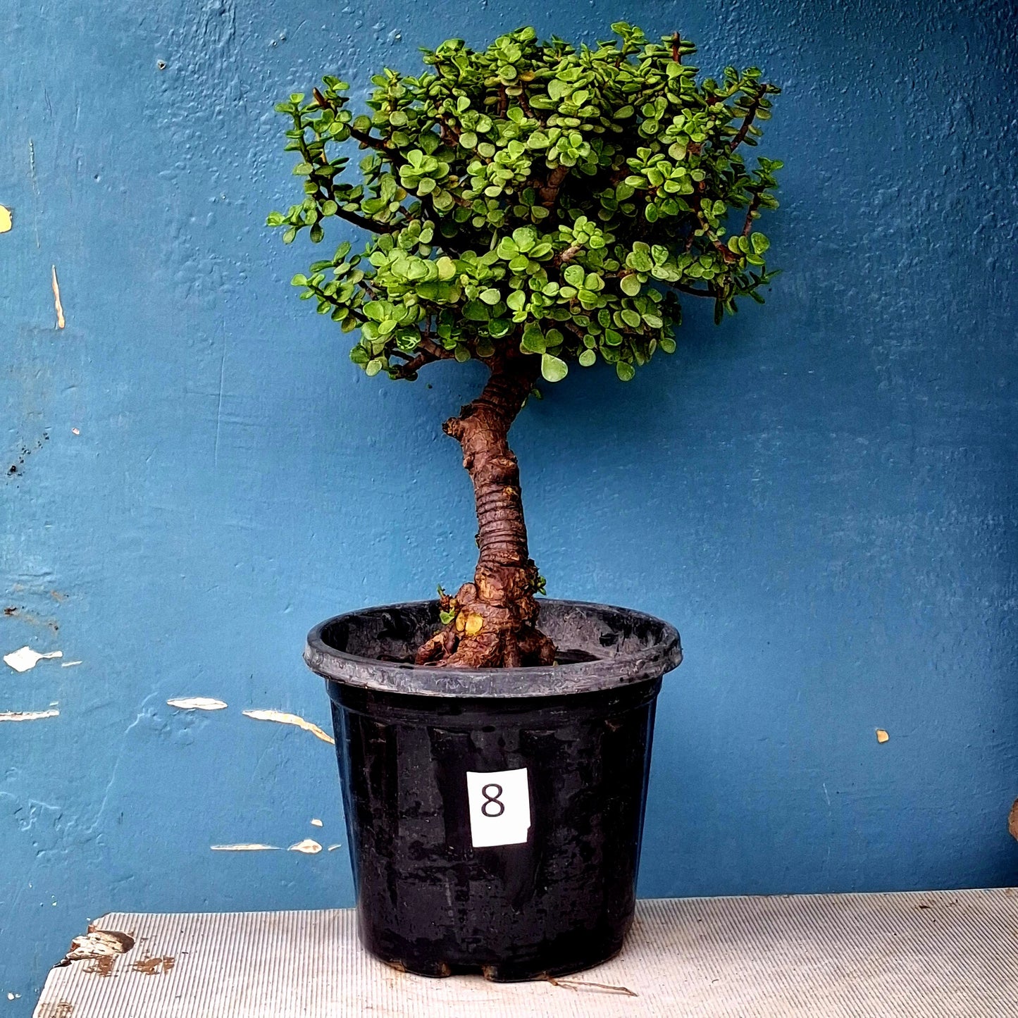 Plant 8