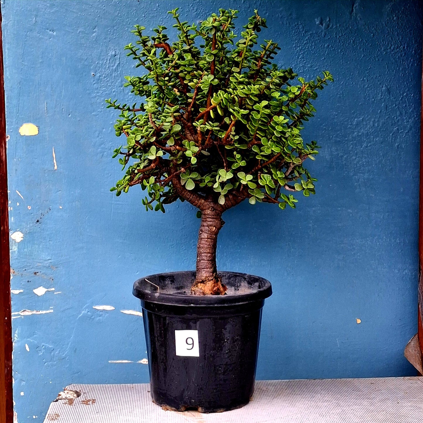 Plant 9