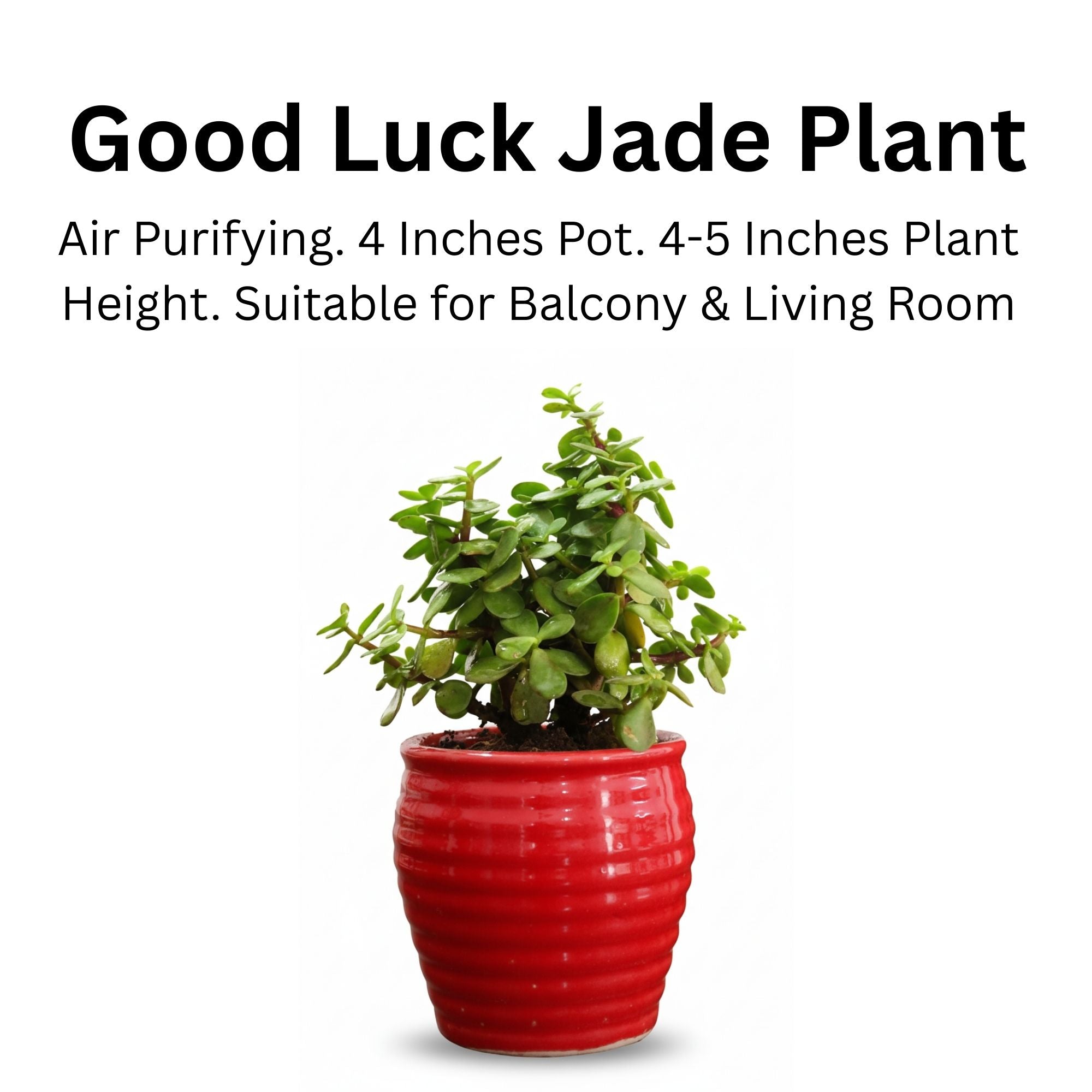 Good Luck Jade Plant in Ceramic Pot
