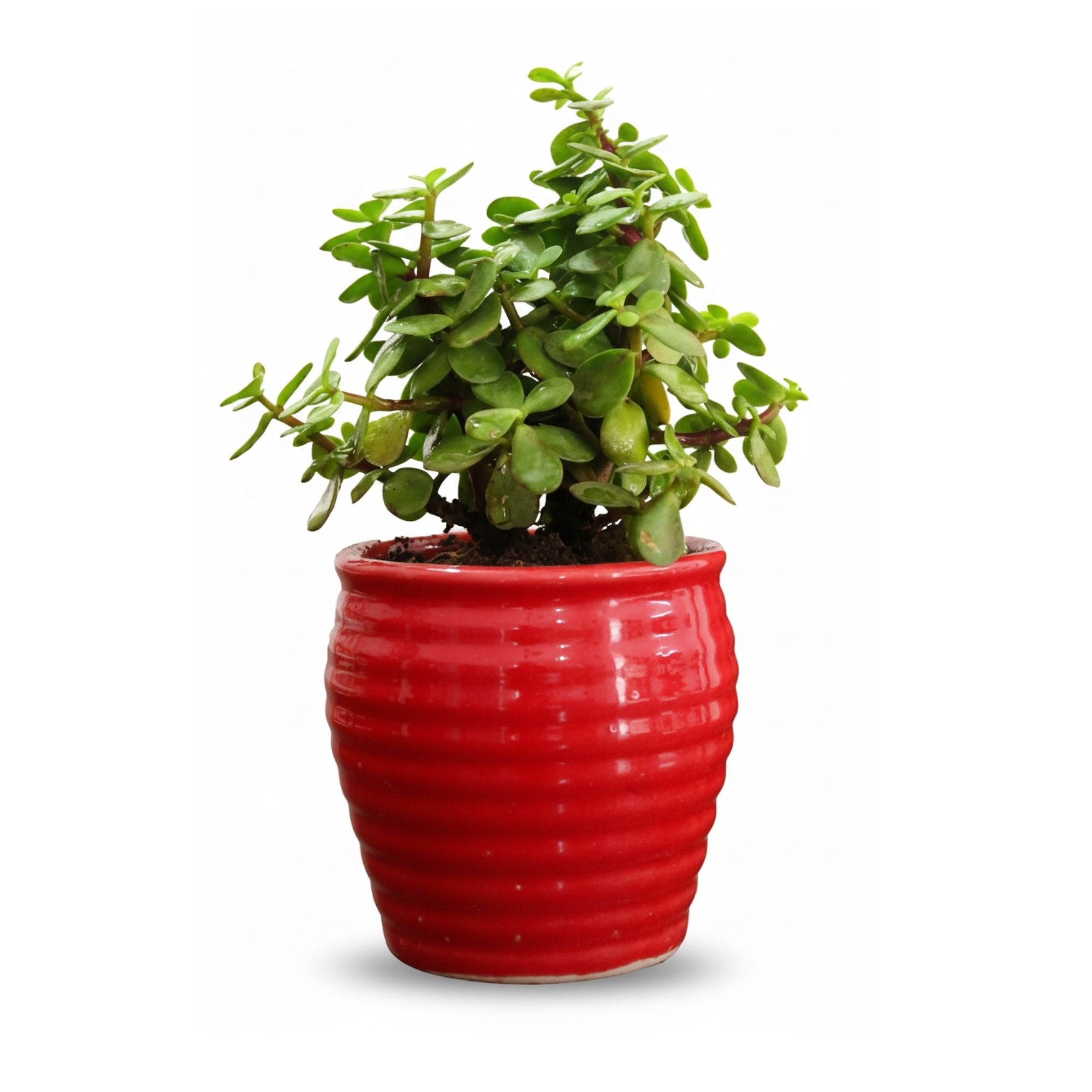Good Luck Jade Plant in Ceramic Pot
