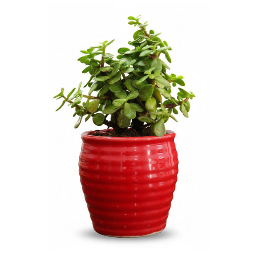 Good Luck Jade Plant in Ceramic Pot