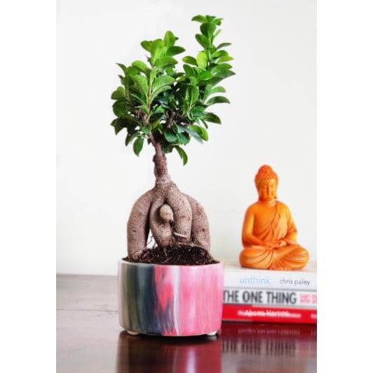 Buy Ficus Plant Bonsai 3 Years 20 cm in Self Watering Pot - Abana Homes