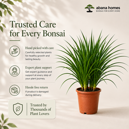 Dracaena Draco Plant – Bold Tropical Indoor Plant for Homes & Offices (3 in 1)